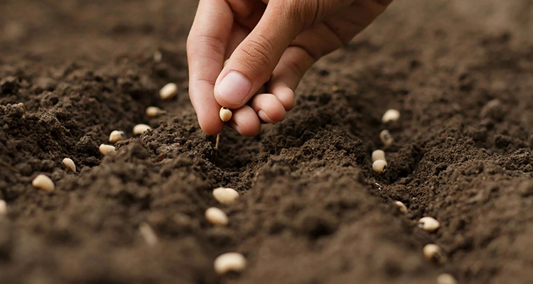 Seed & Fungus