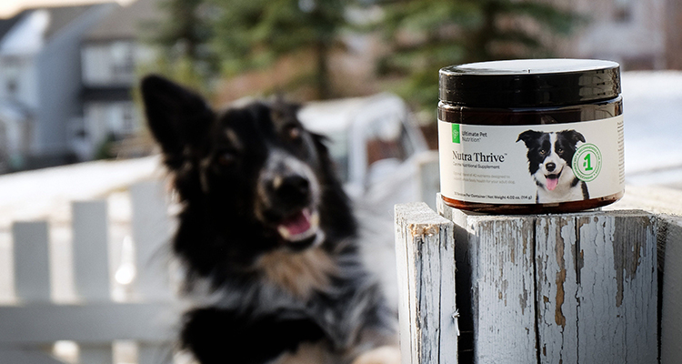 Pet Nutritional Supplement