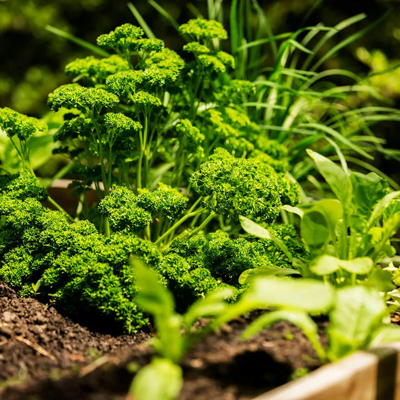 Light-Proof Bottle Filling System for Herb